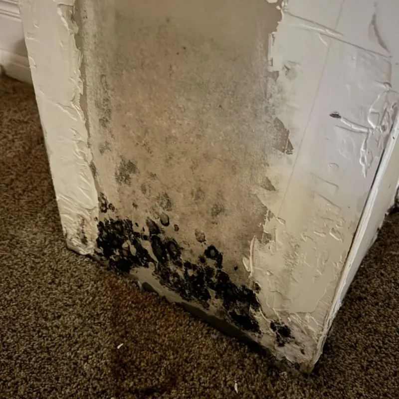 Professional Mold Removal in Troy, TX